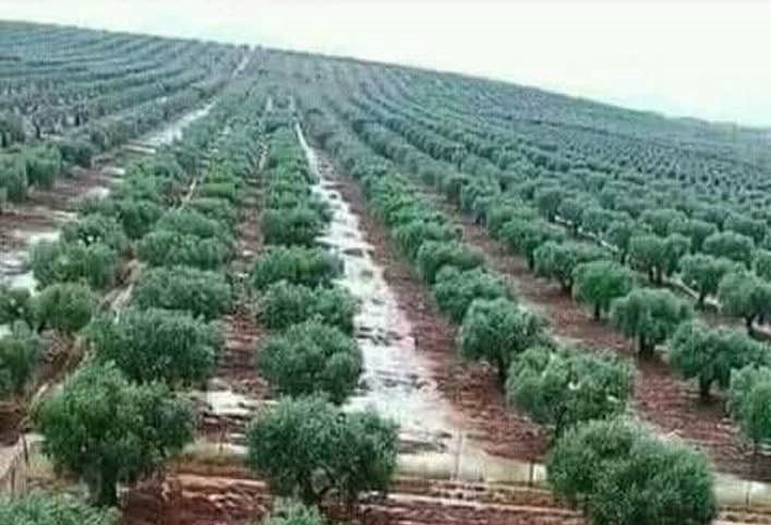 تسببت فيها الرطوبة العالية وارتفاع درجات الحرارة .. ظهور أمراض فطرية في مزارع الحبوب ودعوات للتوقي