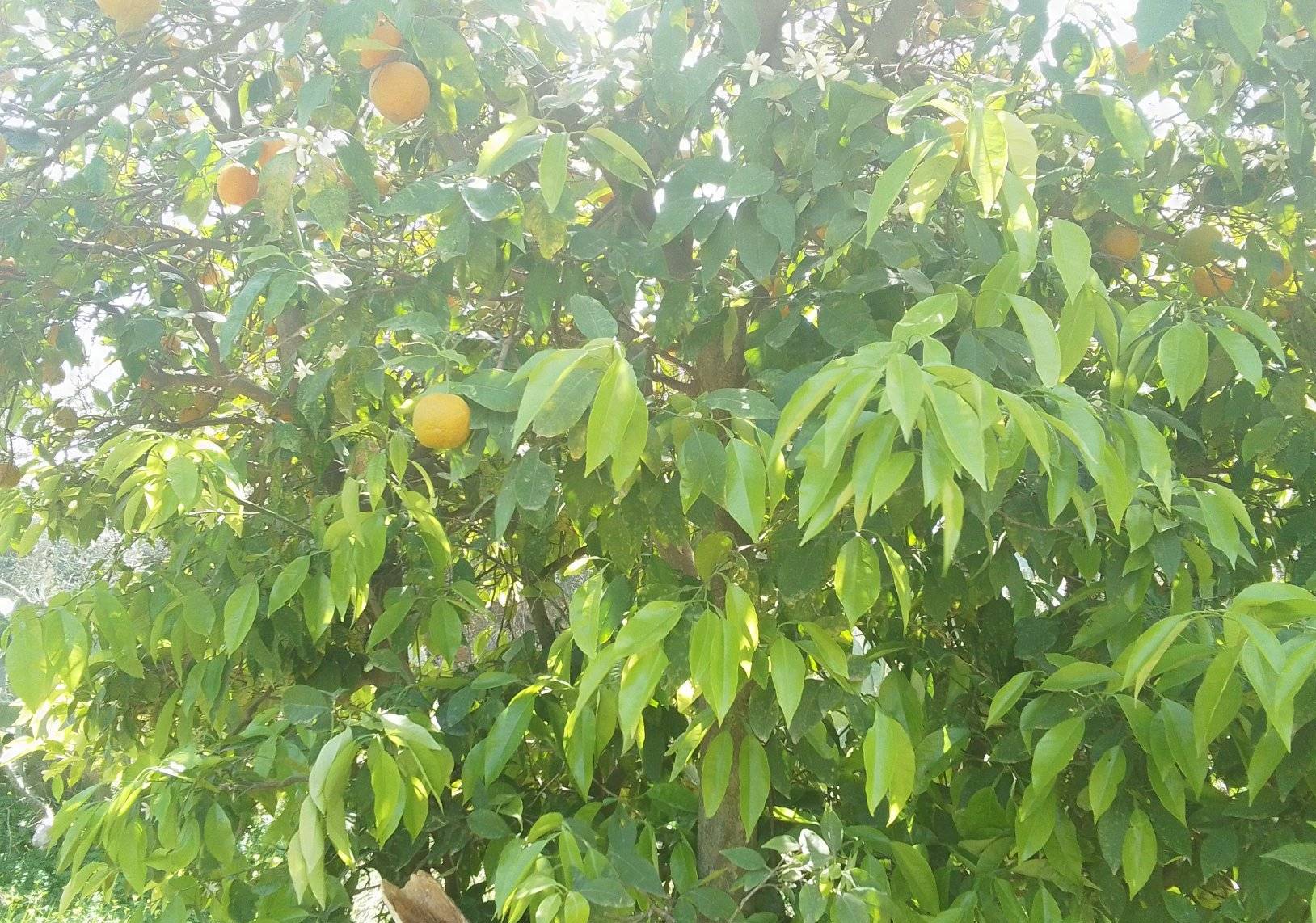 الحمامات .. يسرقون الزهر بقص أغصان الأشجار