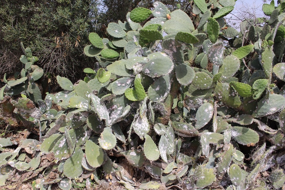 أصبحت تهدد الأفراد والمنازل في عدة مناطق..   انتشار مقلق للحشرة القرمزية.. ومخاوف من إصابة بقية الزراعات والأشجار