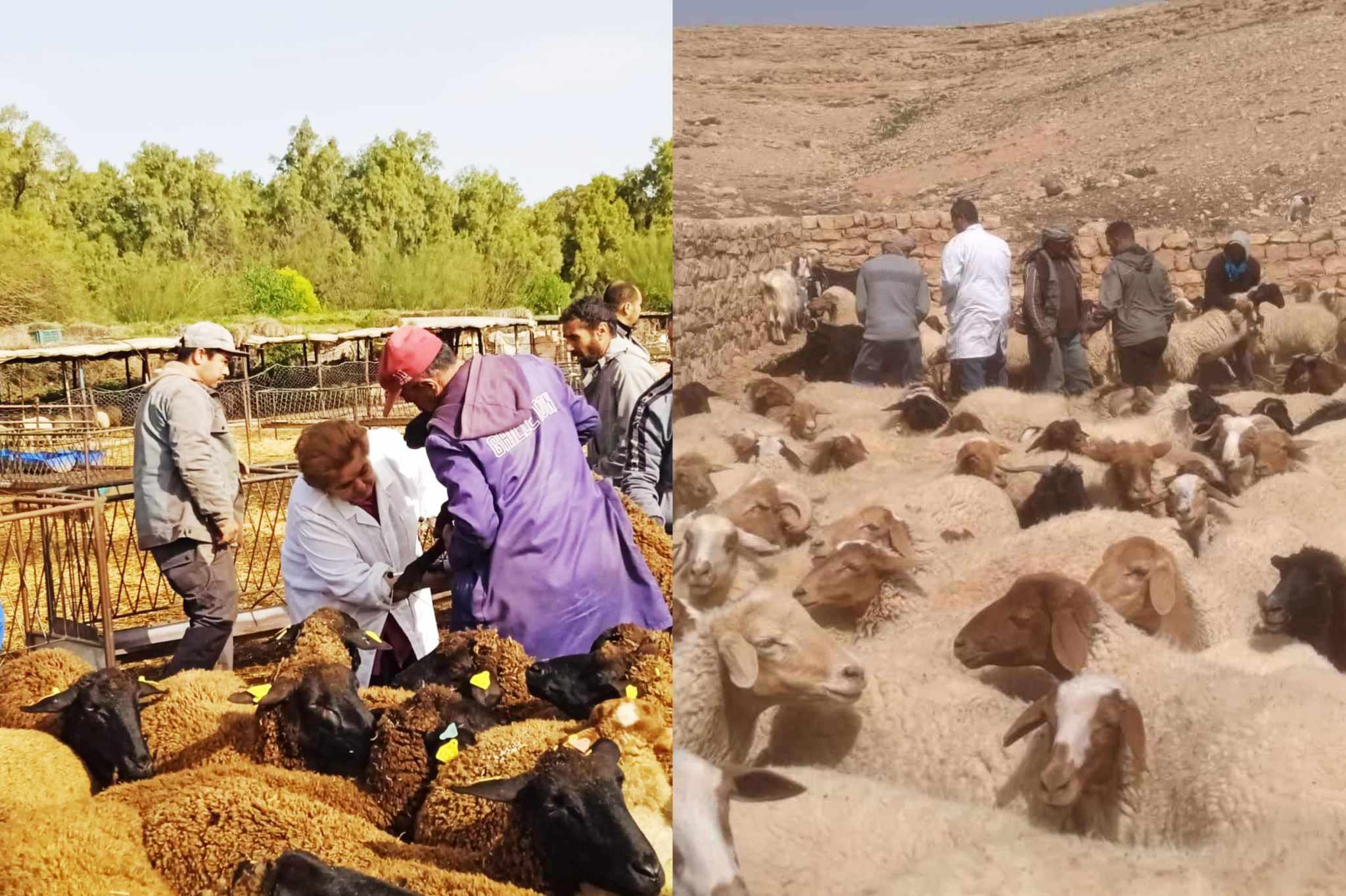 منشور يفتح باب عودة البياطرة الخواص للمشاركة في تلقيح القطيع