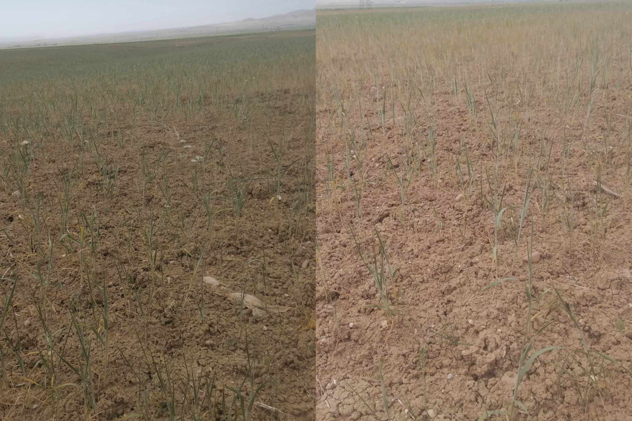 الكاف ..تضرر مزارع الحبوب بمعتمديات جنوب الولاية جراء انحباس الأمطار