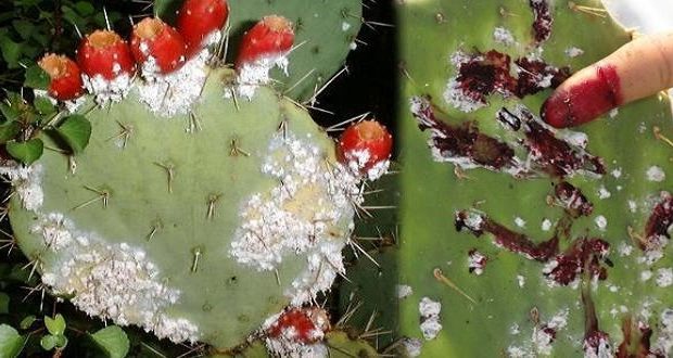 بعد تفشيها في أغلب الولايات..   وزارة الفلاحة تُخصص 11 مليون دينار وبروتوكولا لمكافحة الحشرة القرمزية