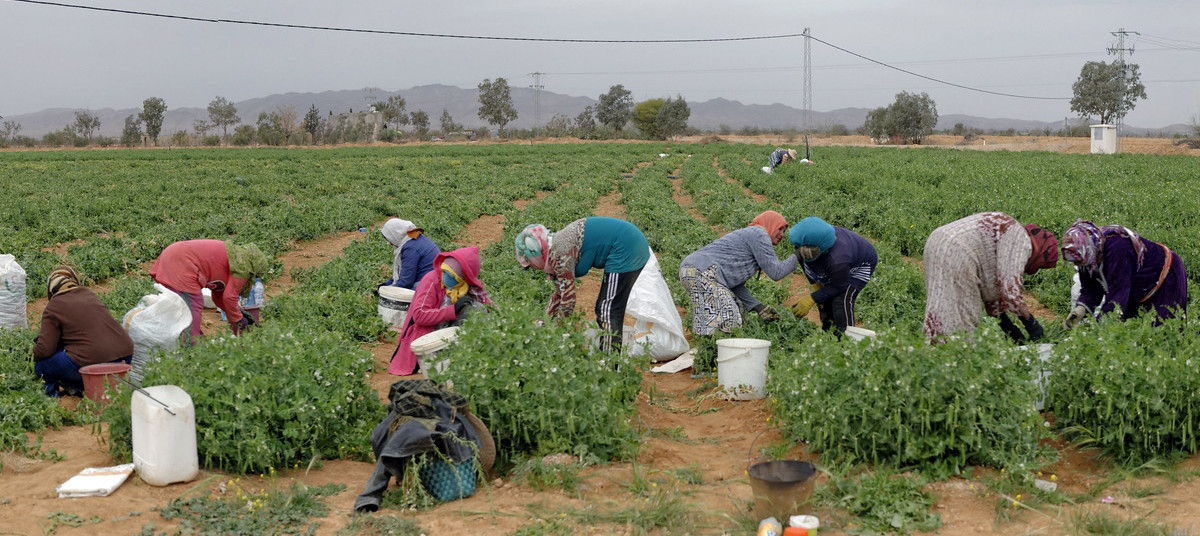 منها التغطية الاجتماعية.. الحوادث والتنقل بالتعريفة المنخفضة..  مبادرة تشريعية تتعلق بحقوق 600 ألف عاملة في القطاع الفلاحي