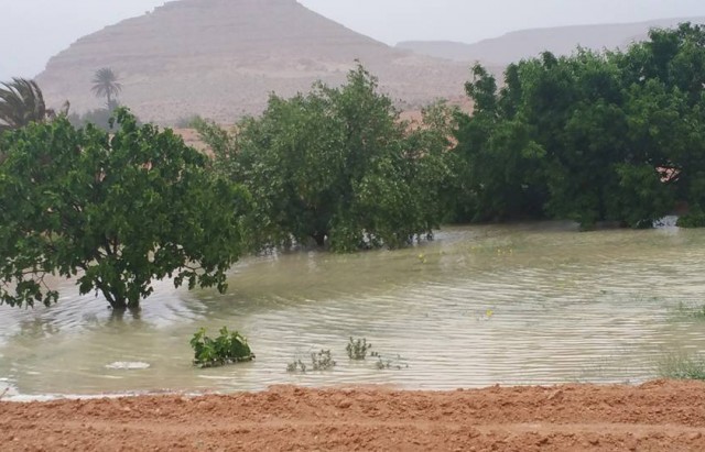 رئيس اتحاد الفلاحين بباجة: نحتاج لمزيد من الامطار رغم تهاطلها خلال الثلاثة ايام الأخيرة
