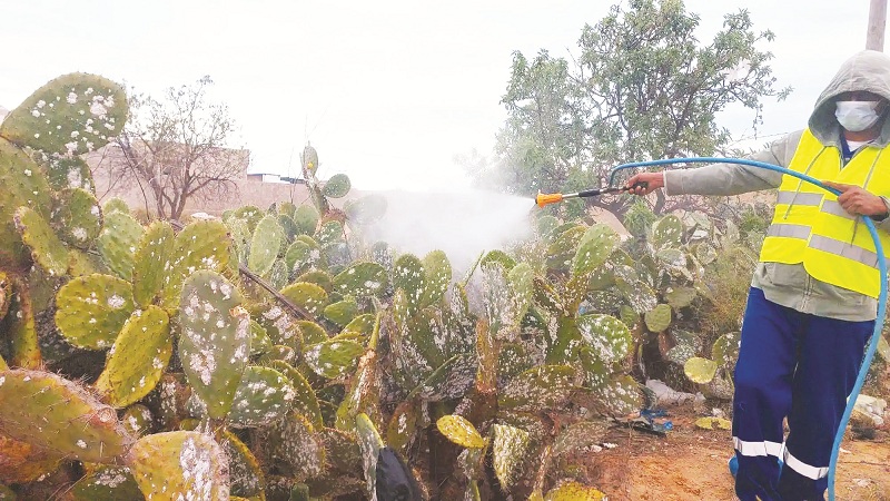 موسم دون صابة.. خسائر و65 شركة متضررة..   الحشرة القرمزية تأتي على 600 ألف هكتار من "الهندي".. !