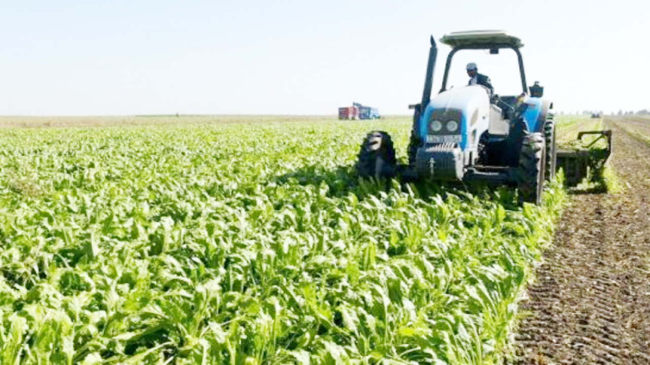 أبرزها الحبوب.. تربية الماشية وإنتاج الألبان .. قطاعات تستغيث.. الفلاحون في ورطة وهذه الولايات المتضررة