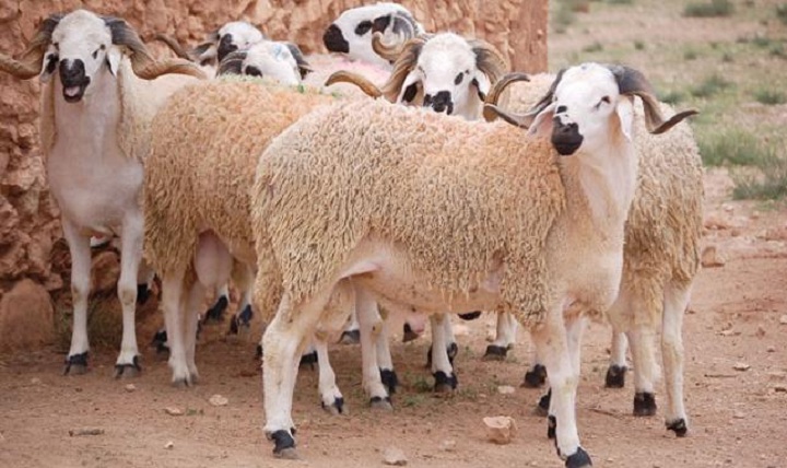 هل تدعو منظمة الدفاع عن المستهلك لمقاطعة "علوش العيد"؟