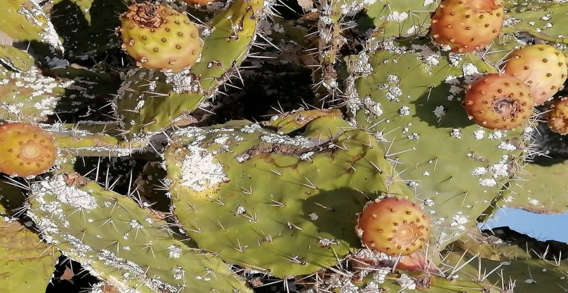 رئيس دائرة الإنتاج الفلاحي بالقيروان لـ"الصباح":  قلع 20 ألف متر خطي من غراسات التين الشوكي مصابة بالحشرة القرمزية