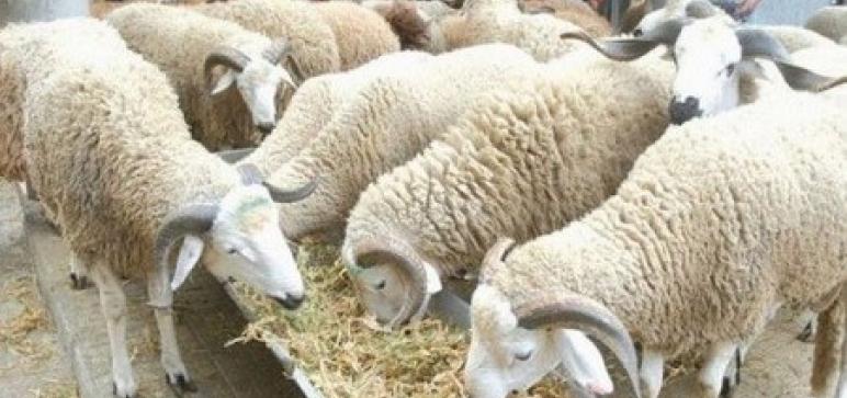 ما الحكاية؟..   توفر مليون أضحية وارتفاع الأسعار لا يهدأ !