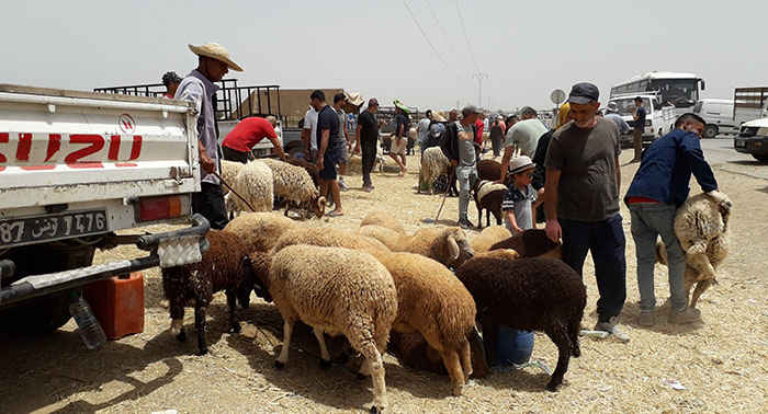 بالصور / رحبة الجديدة، تواصل ارتفاع الاسعار و اضاحي ستعود من حيث أتت..