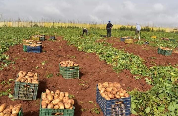 إقرار المخزون التعديلي بكثير من التأخير..   موسم جني البطاطا يواجه صعوبات