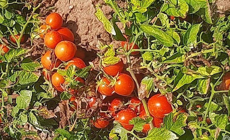 عضو بالجامعة الوطنية للطماطم لـ"الصباح نيوز" : توقعات بتحسن انتاج الطماطم المعدة للتحويل.. وندعو الى مراجعة السعر المرجعي