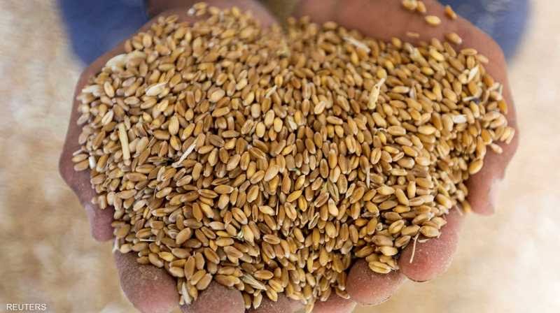 في ظل صابة حبوب متواضعة..   مطلوب اعتماد بذور ذات مردودية هامة