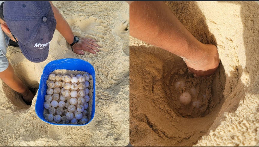 بنزرت : لأول مرة سلحفاة بحرية ضخمة تعشش في شاطئ عين داموس بنزرت : لأول مرة سلحفاة بحرية ضخمة تعشش في شاطئ عين داموس