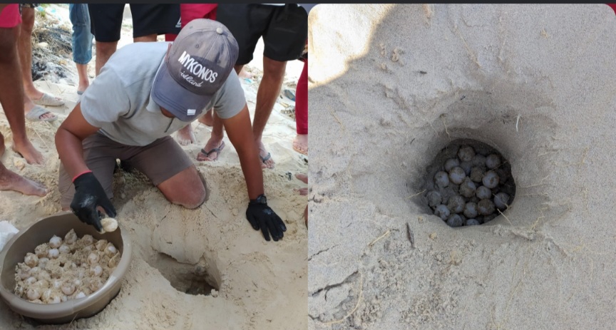 راس الجبل : سلحفاة بحرية ضخمة  تعشش في  شاطئ رفراف