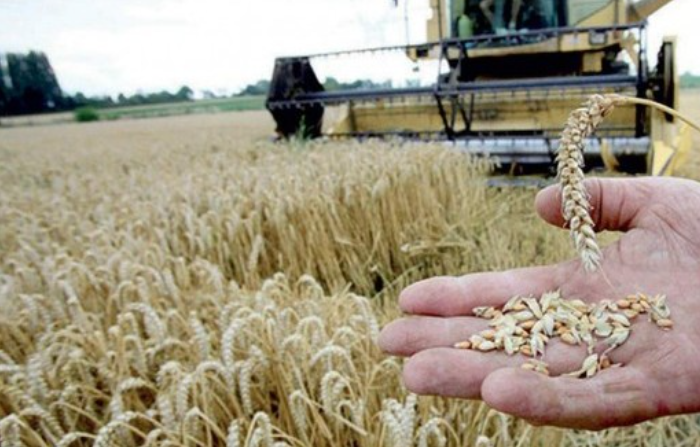 كانوا يأملون جبر الضرر ومراعاة تضحياتهم..   الفلاحون يقعون في ورطة تأثير تدني الجودة على أسعار الحبوب