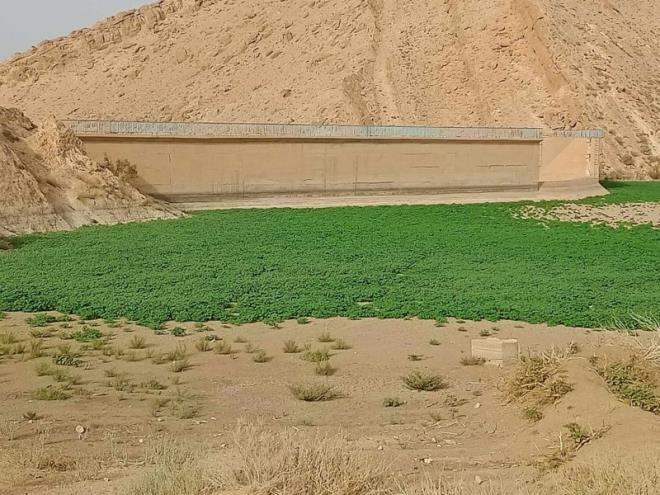 اغلبها بمعتمدية تمغزة .. نحو تشجير 200 هكتار من المحميات الطبيعية بتوزر