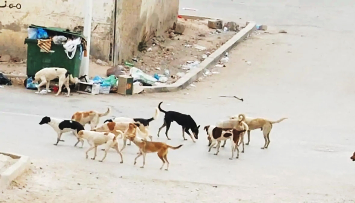 خلال النصف الأول من السنة..   6 وفيات بداء الكلب.. نفوق أكثر من 200 حيوان.. والوضع البيئي وراء تفاقم عدد الكلاب السائبة