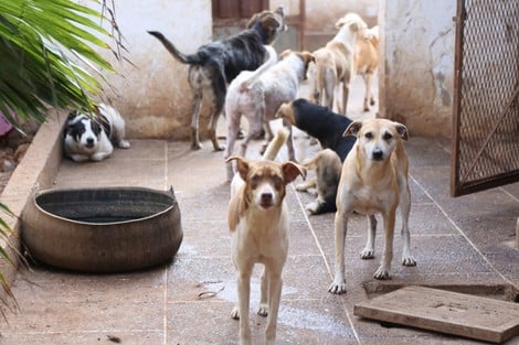مبادرة تشريعية جديدة لحماية الحيوانات..   منع الـ"قنص".. وإلزام الجماعات المحلية بإنشاء مراكز للإيواء والتعقيم والتلقيح