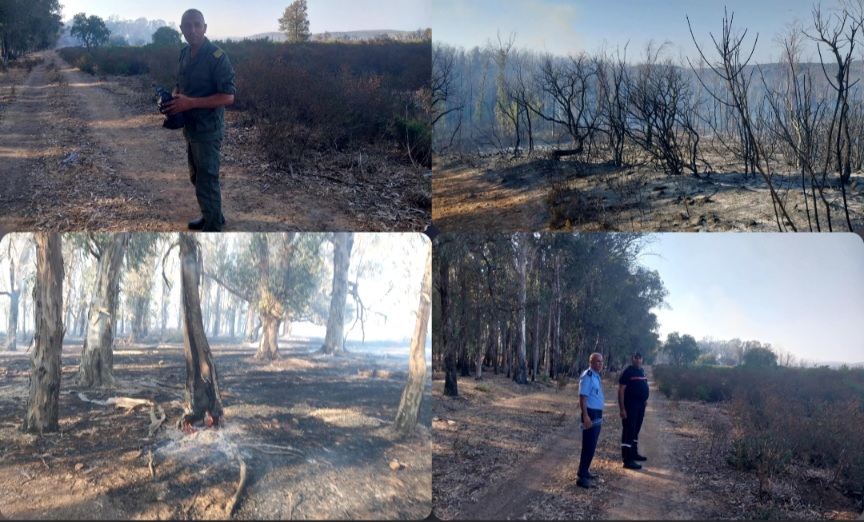 سجنان.. حريق يلتهم 7 هك من الغطاء الغابي سجنان.. حريق يلتهم 7 هك من الغطاء الغابي