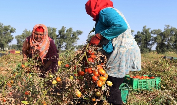 في عيدها الوطني.. المرأة التونسية في الجهات الداخلية بين الواقع والوعود.. 