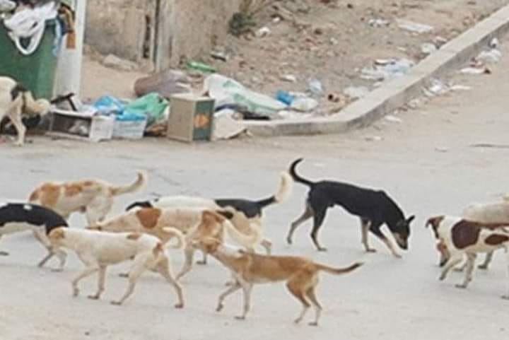 في خضم الوقاية من داء الكلب..   60% من الأمراض الجرثومية والطفيلية التي تصيب الإنسان من أصل حيواني