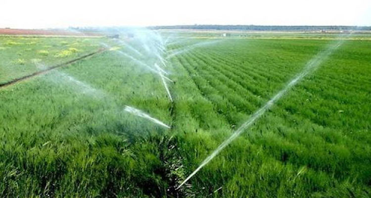 من المتوقع تسجيل تطور في مساحات الحبوب المروية بالوطن القبلي بنسبة 30% من المتوقع تسجيل تطور في مساحات الحبوب المروية بالوطن القبلي بنسبة 30%