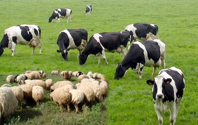 رغم مساهمتها بـ38 %  في الإنتاج الفلاحي..    الأمراض العابرة للحدود تهدد الثروة الحيوانية