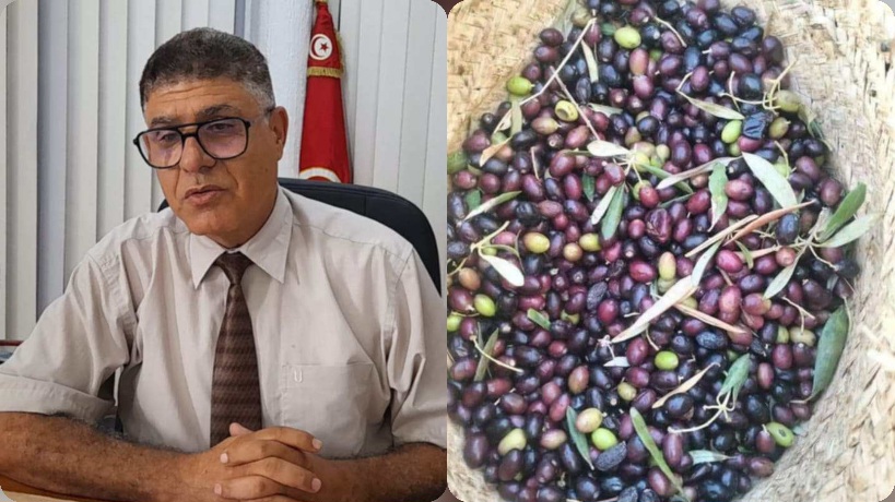 سوسة : تقديم موعد انطلاق موسم جني الزيتون