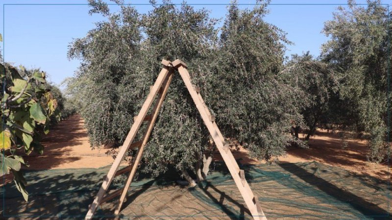 جرجيس ..تأجيل انطلاق موسم جني الزّيتون بضيعة شمّاخ جرجيس ..تأجيل انطلاق موسم جني الزّيتون بضيعة شمّاخ