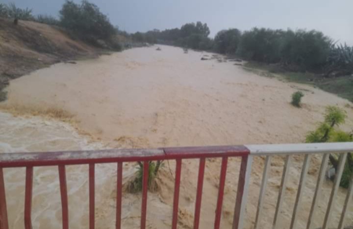 القلعة الكبرى.. غابات الزيتون تنتعش القلعة الكبرى.. غابات الزيتون تنتعش