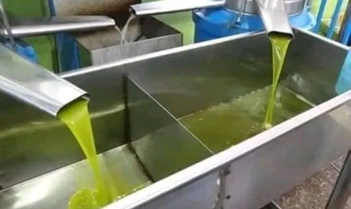 صفحات مأجورة تروج لتدني أسعار الزيتون والزيت..   "لوبيات" وسماسرة لـ"لهف" الصابة 