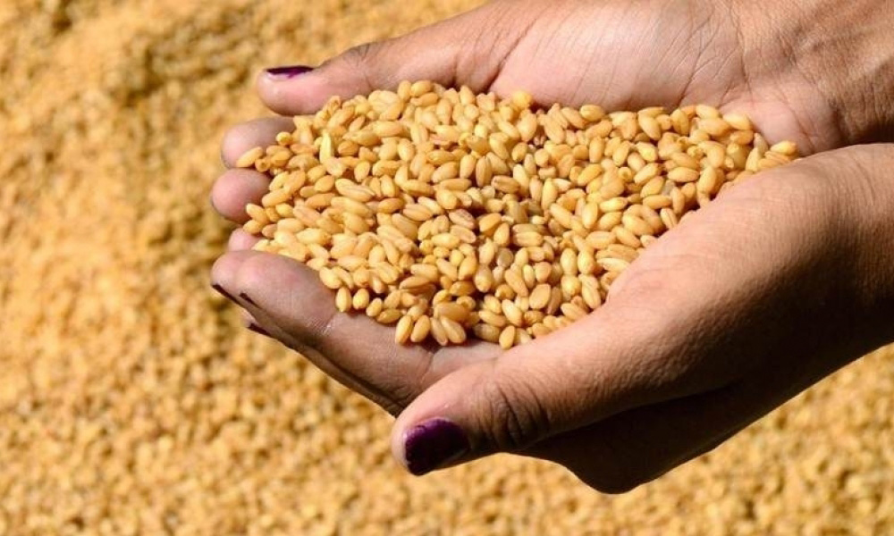 لتلافي النقص..   وزارة الفلاحة توفر 200 ألف قنطار من البذور التجارية المراقبة..