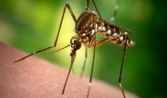 قابس..هيجان البعوض و حملات ليلية للمداواة قابس..هيجان البعوض و حملات ليلية للمداواة
