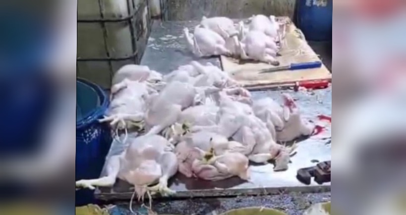 نابل.. حجز طن من لحوم الدواجن في مسلخ عشوائي نابل.. حجز طن من لحوم الدواجن في مسلخ عشوائي