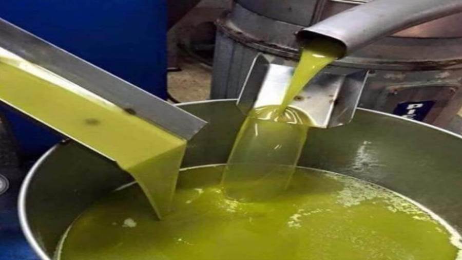 انطلاقة متعثرة لموسم جني الزيتون..   تقدم الجني بـ15 % فقط.. ديوان الزيت على الخط وتحذير من انهيار الأسعار