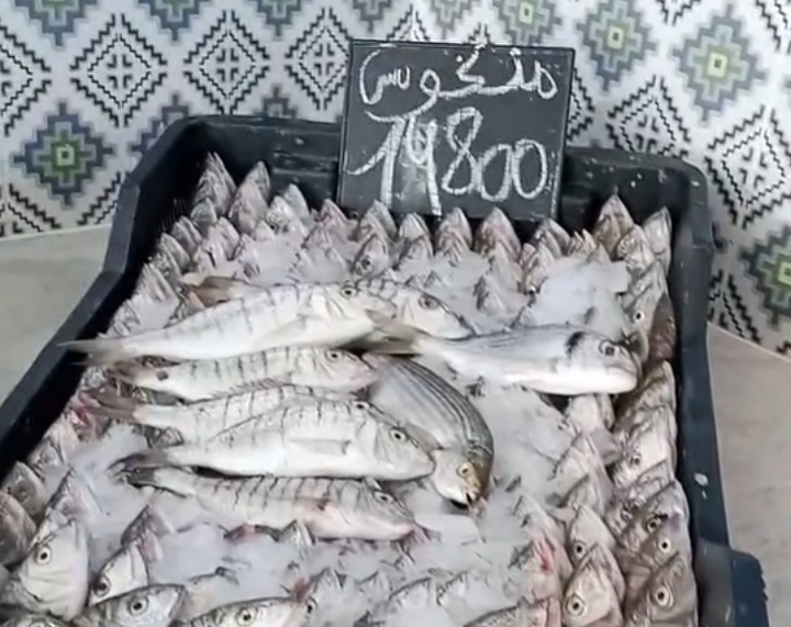 بالصور / المرناقية .. توفر الاسماك مقابل ارتفاع اسعارها.. 6 20240921_143351.jpg