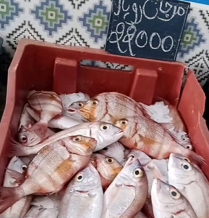 بالصور / المرناقية .. توفر الاسماك مقابل ارتفاع اسعارها.. 5 20240921_143651.jpg