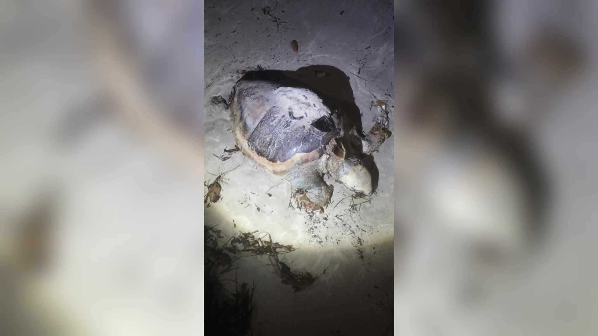 الثالثة مند مطلع الأسبوع.. نفوق سلحفاة بحربة بجرجيس الثالثة مند مطلع الأسبوع.. نفوق سلحفاة بحربة بجرجيس