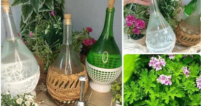 القيروان..افتتاح موسم بيع الزهر والعطرشية