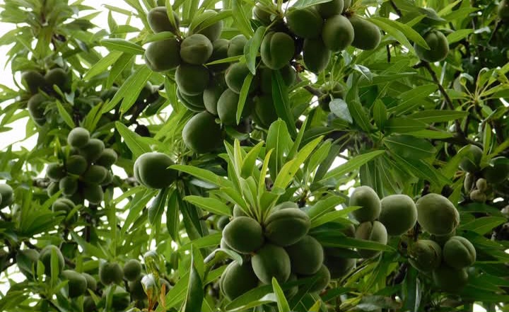  القيروان..صابة اللوز واعدة هذا الموسم