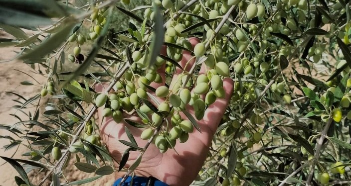 القيروان.. 10.5 مليون شجرة زيتون في طور الانتاج