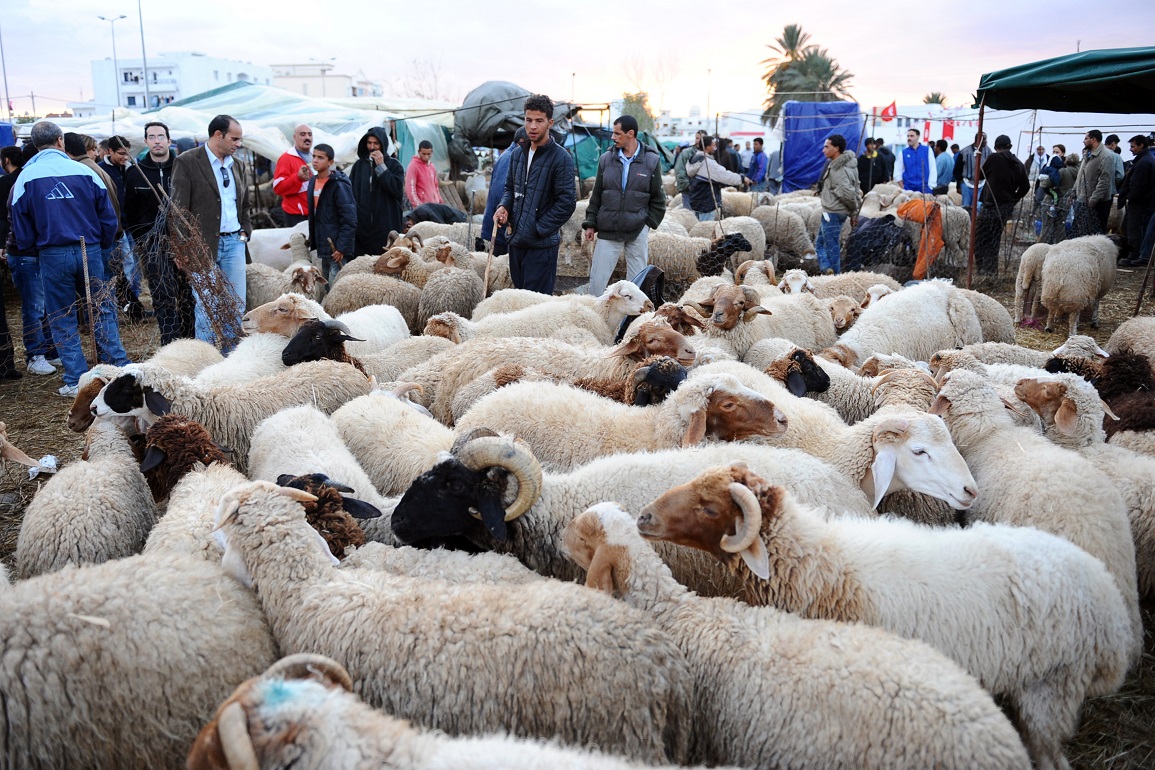 في‭ ‬ظل‭ ‬تباين‭ ‬آراء‭ ‬الأطراف‭ ‬المتداخلة..‭ ‬توريد‭ ‬أضاحي‭ ‬العيد‭ ‬في‭ ‬انتظار‭ ‬الحسم