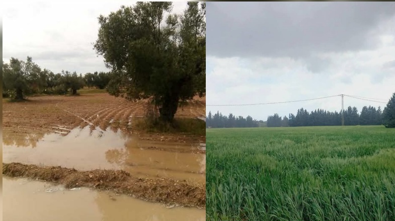 رئيس الاتحاد الجهوي للفلاحة بالقيروان لـ"الصباح نيوز": "الأمطار جاءت في الوقت المناسب.. وأثرها إيجابي على زراعات الحبوب 