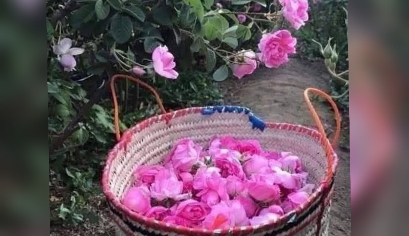توقع جني صابة بين 600 و 700 طن.. القيروان الأولى وطنيا في صابة الورد