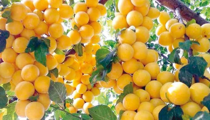  حاجب العيون ..مهرجان دولي للمشمش يحتفي بالذهب البرتقالي