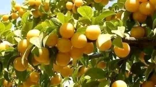 القيروان..ارتفاع في صابة العوينة بنسبة 35٪ خلال الموسم الفلاحي الجاري