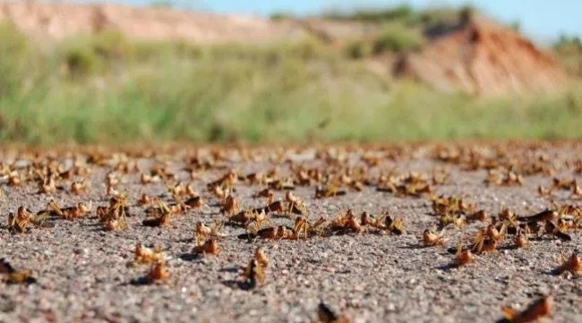 الجراد الصحراوي.. منظمة الأغذية والزراعة تدعو دول شمال غرب إفريقيا إلى تعزيز المراقبة
