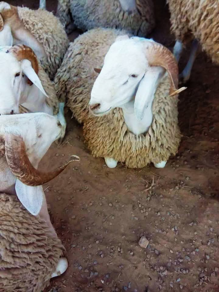 القيروان/ العلا..أسعار "العلوش" في سوق المواشي اليوم في المتناول 