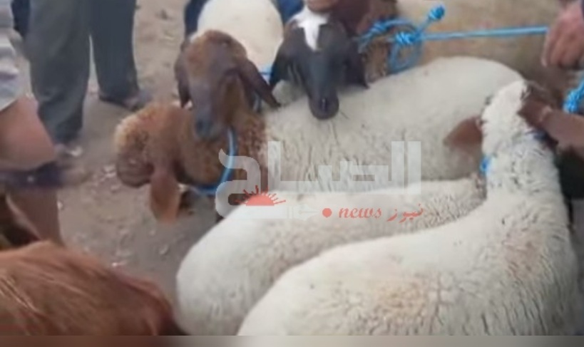 القيروان/ عين جلولة.. أسعار "العلوش" بين 500 و1500 دينار